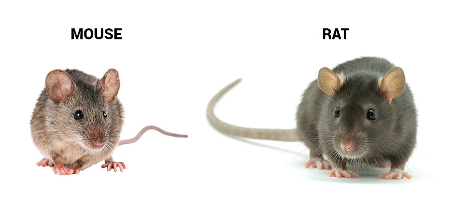 Mouse and rat identification in the Midwest - Anderson Pest Solutions