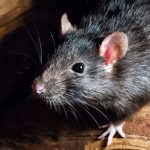 Rat or mouse identification in Chicago IL - Anderson Pest Solutions