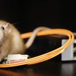 Rodents infest Chicago IL homes during the pandemic - Anderson Pest Solutions