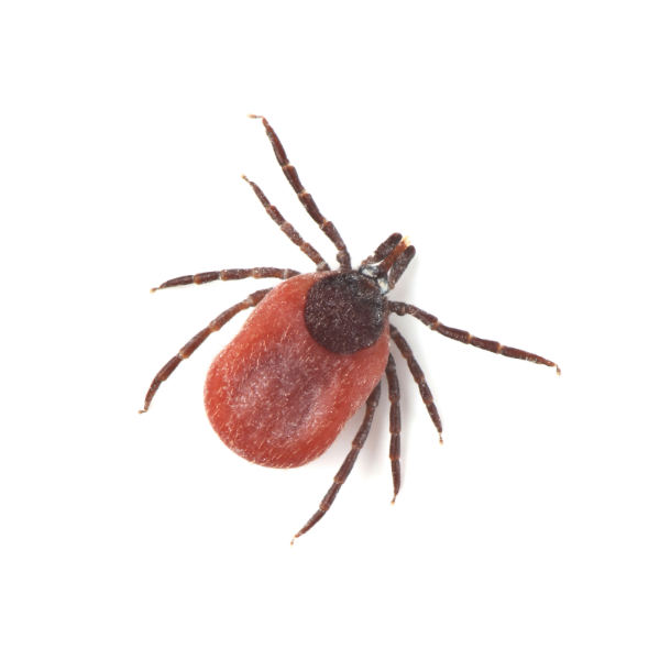 types of deer ticks