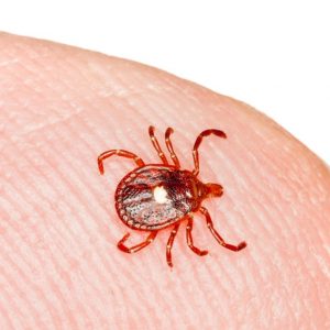 Lone star tick identification in Illinois and Indiana - Anderson Pest Solutions