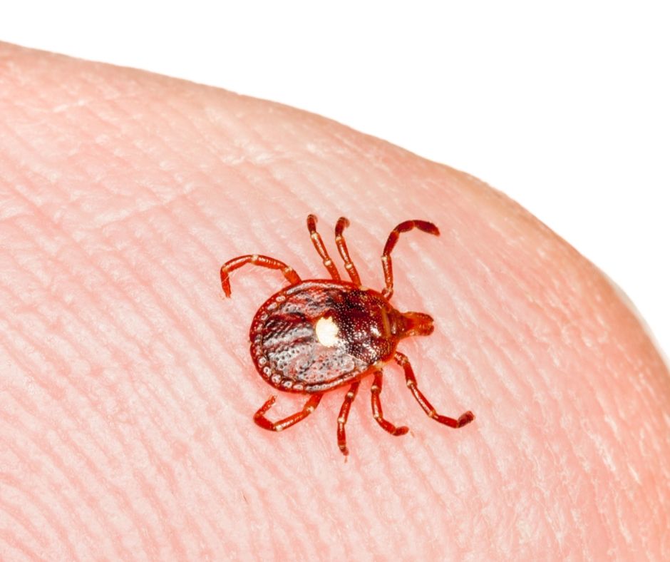 Lone star tick identification in Illinois and Indiana - Anderson Pest Solutions