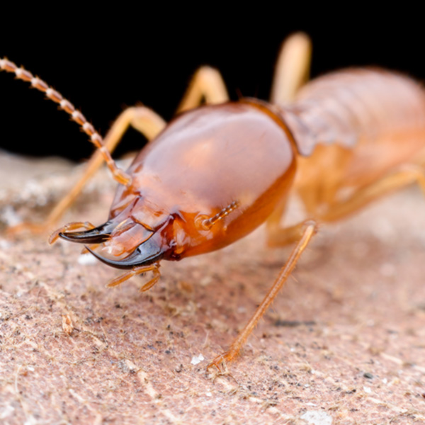 How to identify termites in Indiana and Illinois; Anderson Pest Solutions