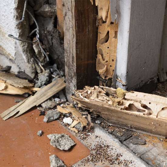 Termite damage in Indiana and Illinois; Anderson Pest Solutions