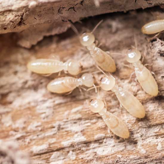 How to treat termites in Indiana and Illinois; Anderson Pest Solutions