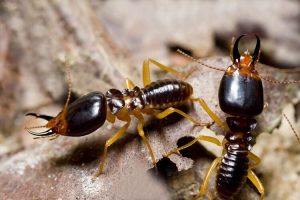 What termites are in Indiana and Illinois; Anderson Pest Solutions
