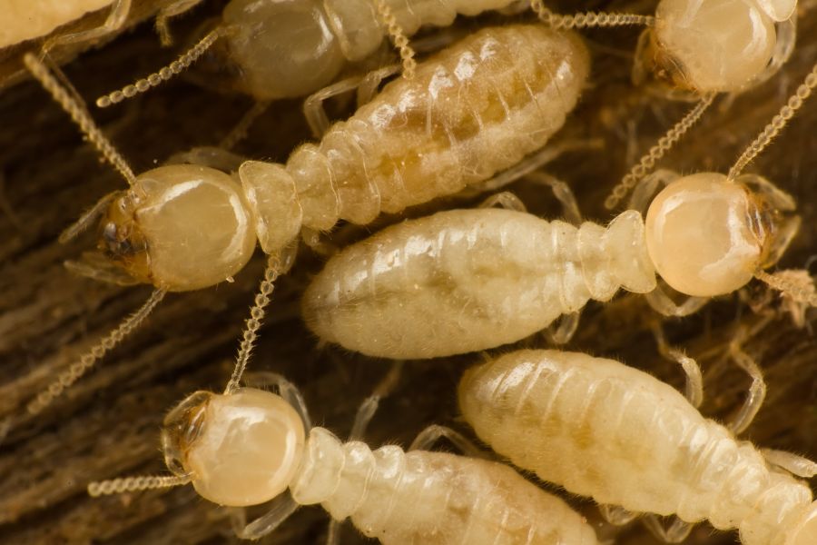 What is the life cycle of a termite in Indiana and Illinois; Anderson Pest Solutions