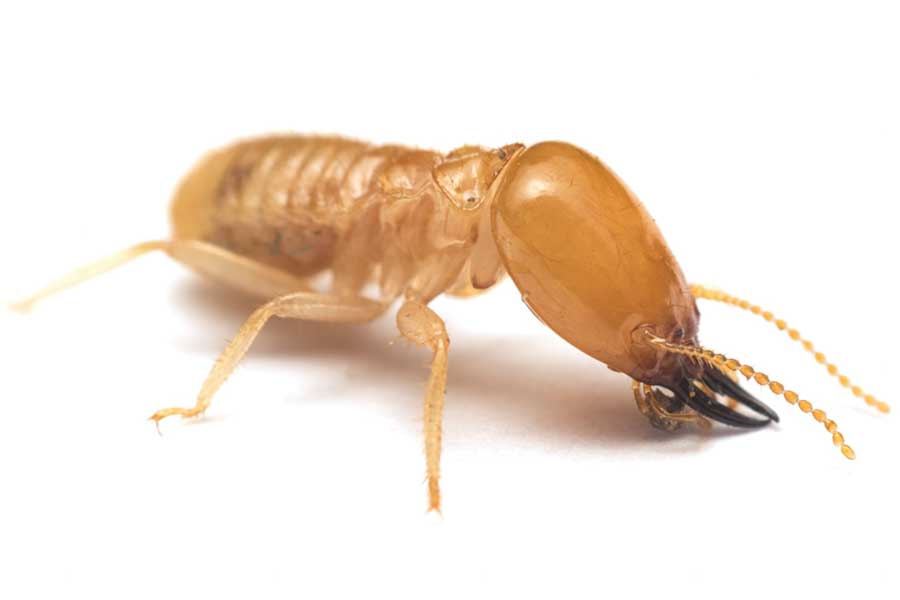 What does a termite look like in Illinois and Indiana? - Anderson Pest Solutions