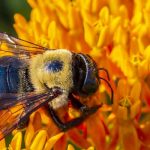 Carpenter bee pollinating a flower in Illinois - Anderson Pest Solutions