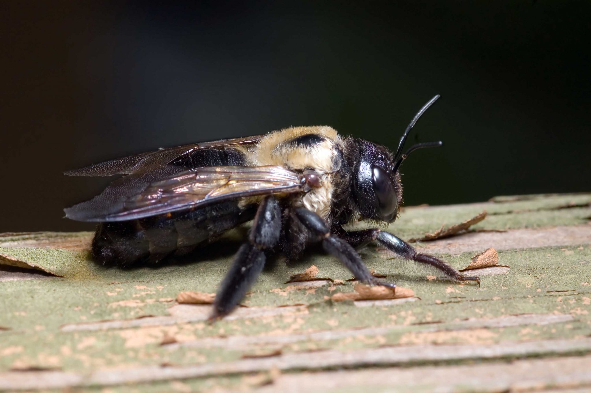 Carpenter Bee 2048x1362 