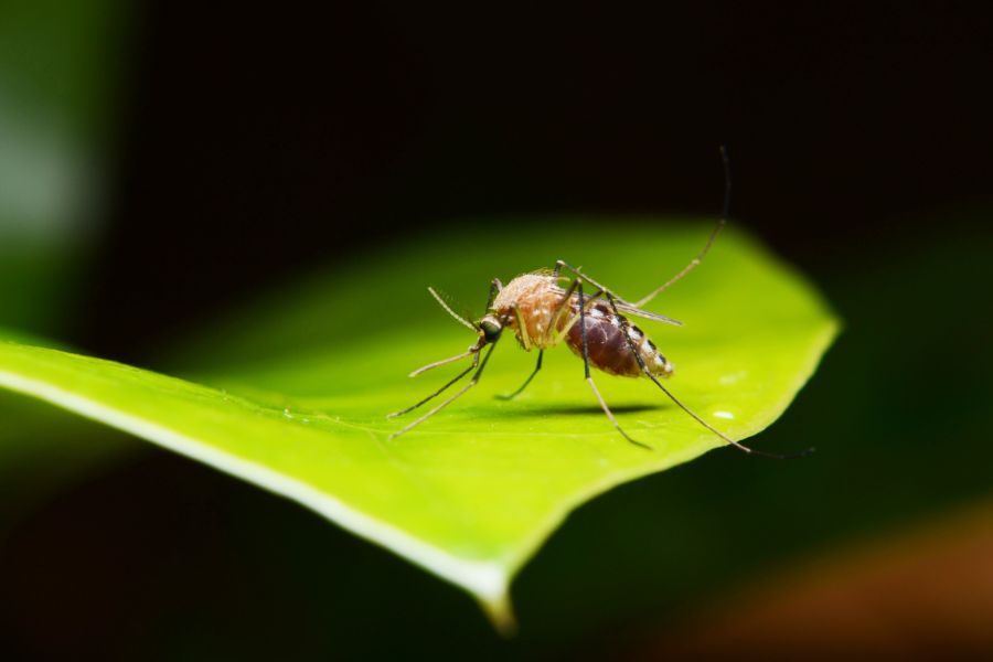 What Do Mosquitoes Eat in Illinois and Indiana; Anderson Pest Solutions