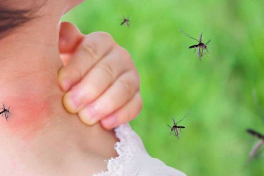 What Attracts Mosquitoes in Illinois and Indiana; Anderson Pest Solutions