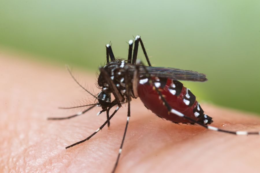 Can Mosquitoes Transmit HIV Or AIDS in Illinois and Indiana; Anderson Pest Solutions