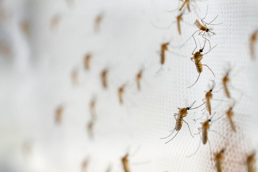 Where Do Mosquitoes Breed in Illinois and Indiana?
