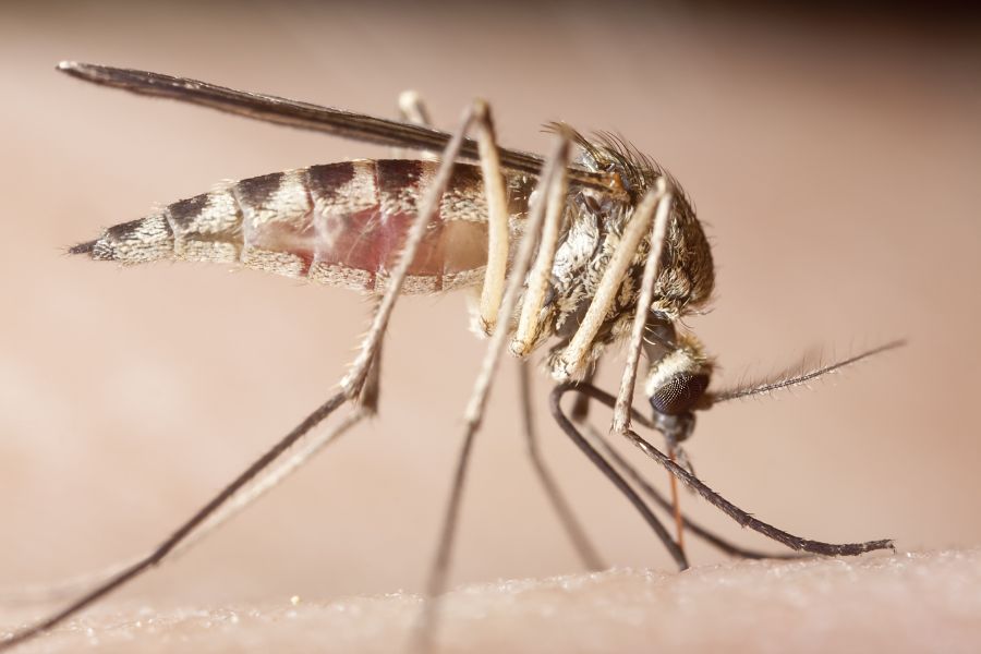 What Diseases Do Mosquitoes Spread in Illinois and Indiana; Anderson Pest Solutions