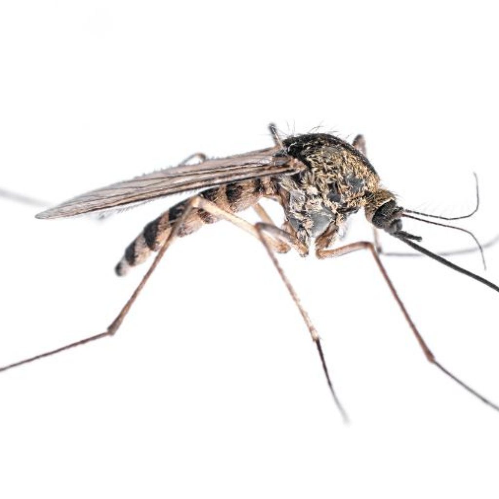 What Do Mosquitoes Look Like? in Illinois and Indiana; Anderson Pest Solutions