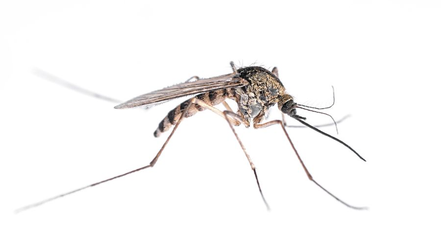 What Do Mosquitoes Look Like? in Illinois and Indiana; Anderson Pest Solutions