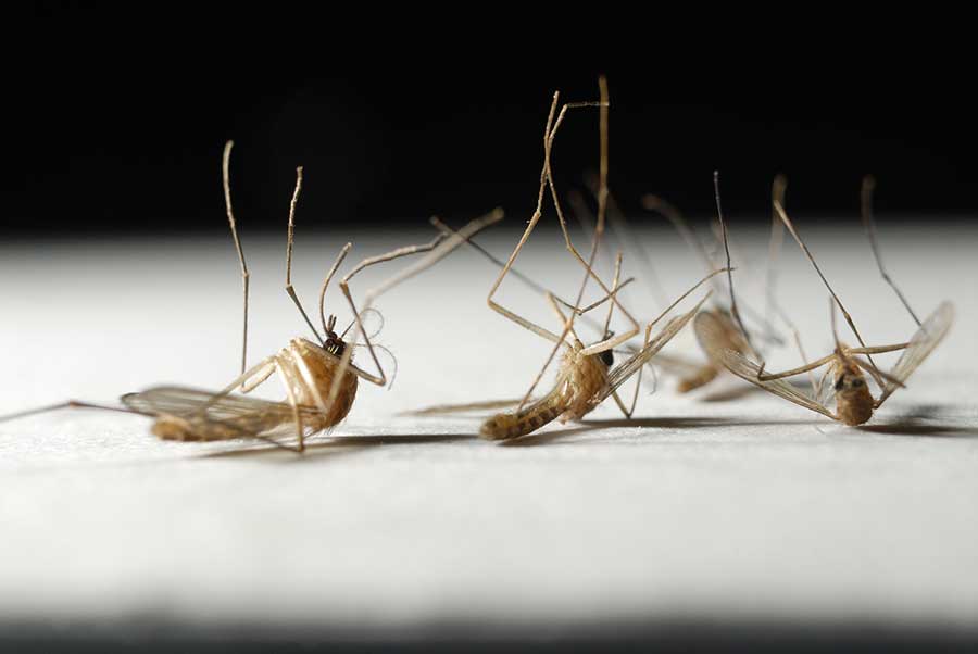 What Is The Lifespan Of A Mosquito in Illinois and Indiana; Anderson Pest Solutions