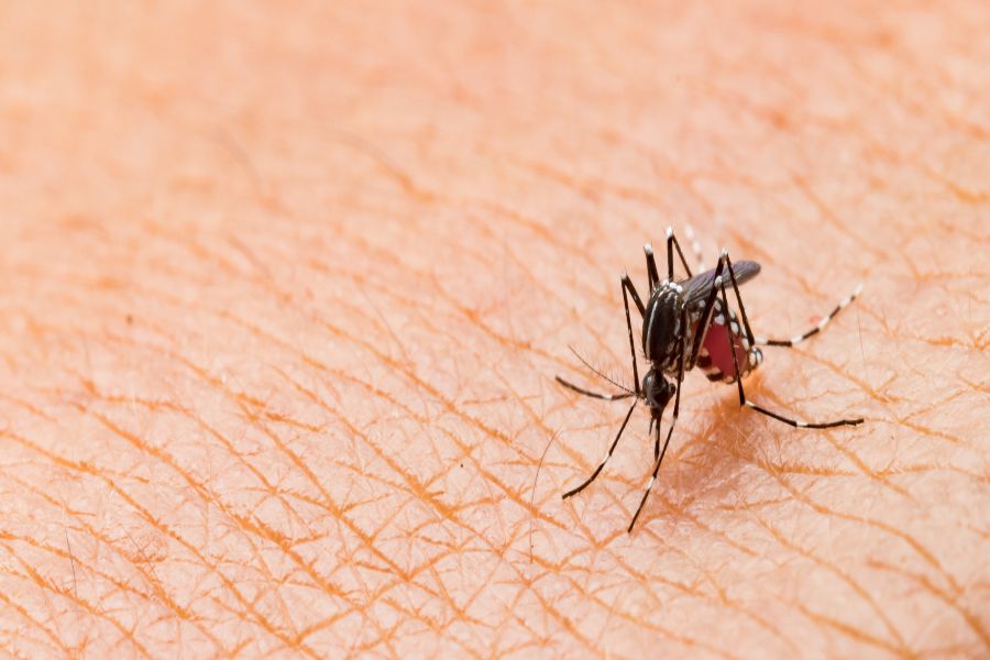 Do Mosquitoes Bite in Illinois and Indiana; Anderson Pest Solutions
