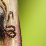 Tick found in Illinois - Anderson Pest Solutions