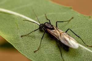 What carpenter ants look like in Illinois & Indiana - Anderson Pest Solutions