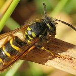 What paper wasps look like in Illinois & Indiana - Anderson Pest Solutions