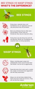 Telling apart bees and wasps in Illinois & Indiana - Anderson Pest Solutions