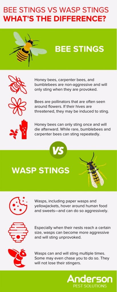 Bee Stings vs Wasp Stings: What's the Difference? | Illinois & Indiana