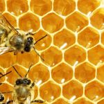 What honey bees look like in Illinois & Indiana - Anderson Pest Solutions