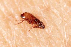 What fleas look like in Illinois & Indiana - Anderson Pest Solutions