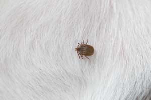 Looking out for ticks on dogs in Illinois & Indiana - Anderson Pest Solutions