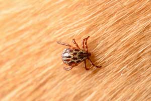 How wood ticks look in Illinois & Indiana - Anderson Pest Solutions