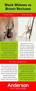 The difference between black widows and brown recluses in Illinois & Indiana - Anderson Pest Solutions