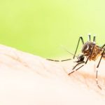 Common mosquito appearance in Illinois and Indiana - Anderson Pest Solutions