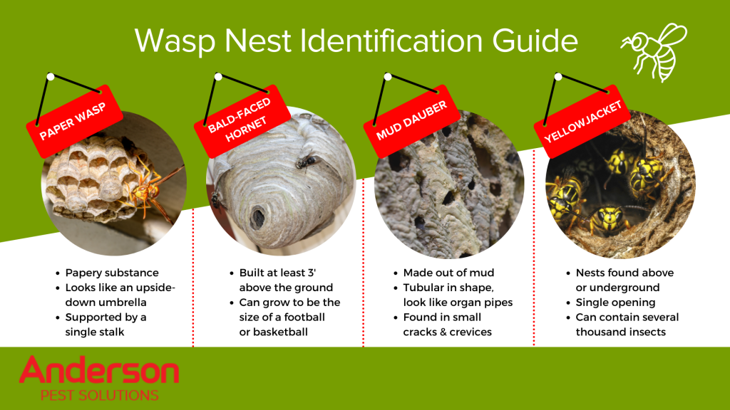 Wasp nest identification infographic in Illinois and Indiana - Anderson Pest Solutions