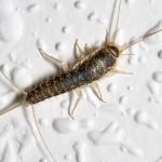 What silverfish look like in Illinois & Indiana - Anderson Pest Solutions