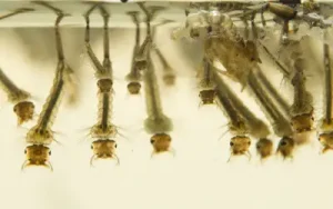 closeup of wrigglers floating on top of pool in illinois