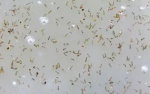 lots of mosquito larvae in puddle outside rockford IL home