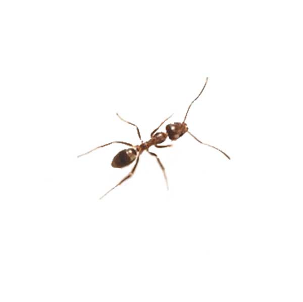 Argentine ant identification in Illinois and Indiana - Anderson Pest Solutions