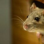 Rodents in Illiniois and Indiana - Anderson Pest Solutions