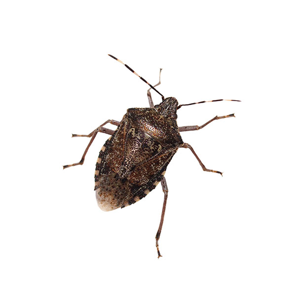 Stink bug in Illinois - Anderson Pest Solutions
