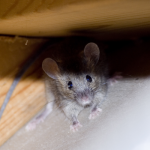 Mouse inside Midwestern home - Anderson Pest Solutions