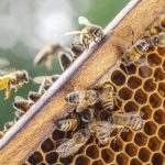 What honey bees look like in Illinois & Indiana - Anderson Pest Solutions