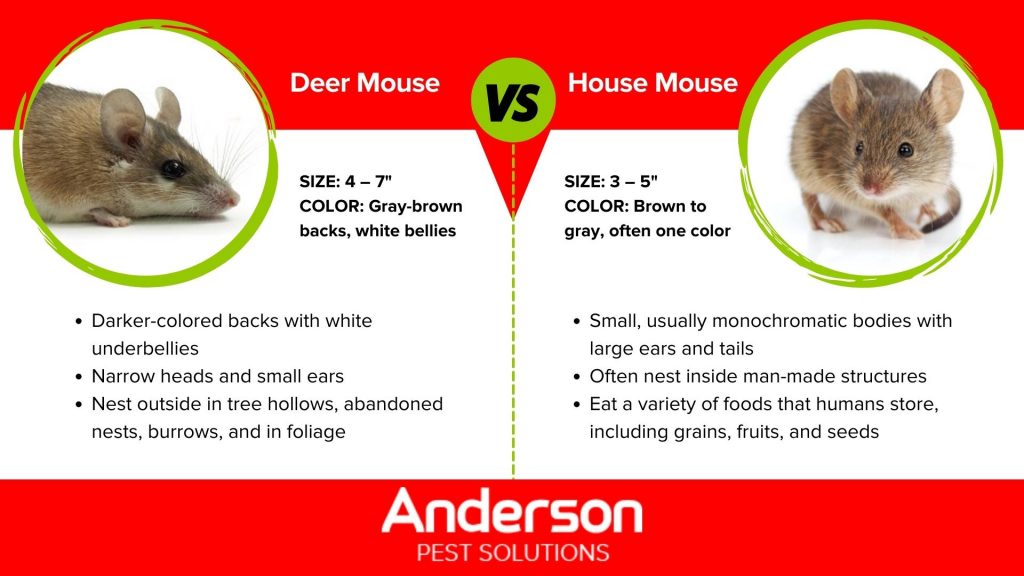 Deer mice vs house mice in Indiana & Illinois - Anderson Pest Solutions