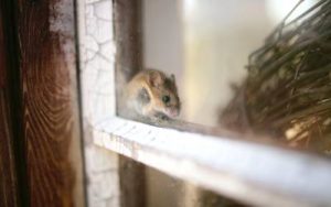 What house mice look like in Illinois & Indiana - Anderson Pest Solutions