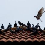 What pigeons look like in Illinois & Indiana - Anderson Pest Solutions