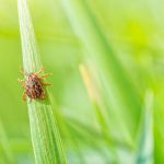 A bright red tick—you might find American Dog Ticks in Illinois & Indiana - Anderson Pest Solutions