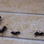 Ants inside a house