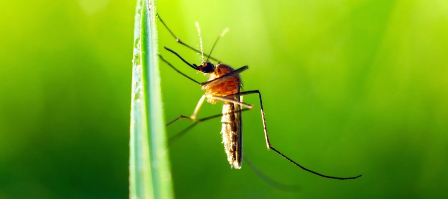 A mosquito hangs on a blade of grass