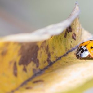 Asian lady beetle on turning leaf